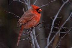 Male Northern Cardinal Side View