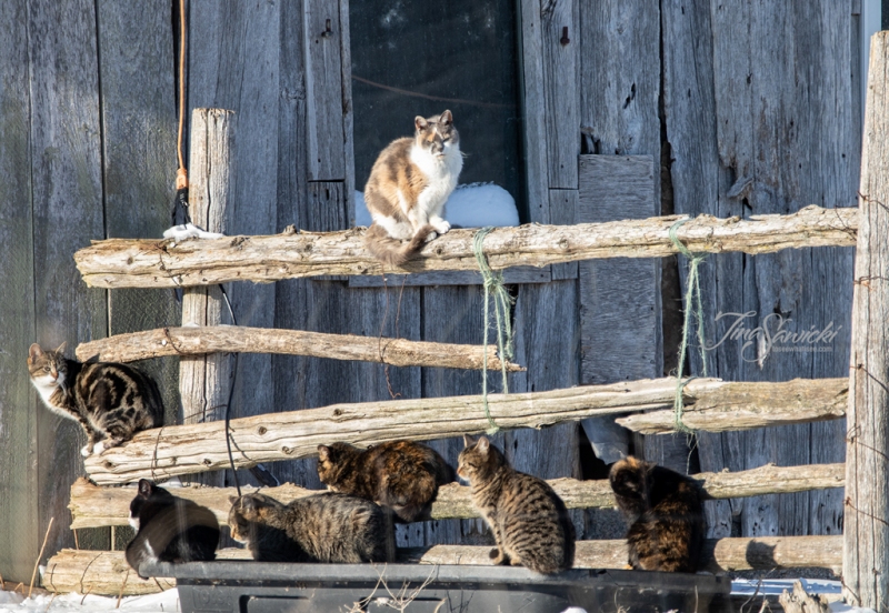 Barn Cats on Fence