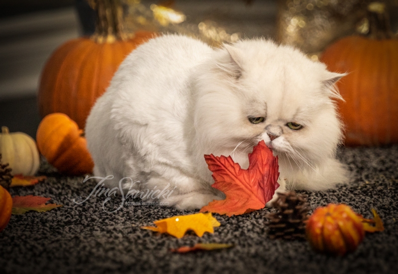Pewter the Persian with Leaves