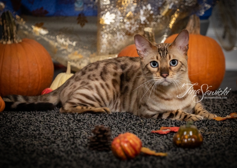 Taz the Bengal Laying with Pumpkins
