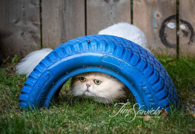 Pewter the Persian Under Tire