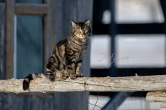 Tabby Barn Cat