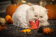 Pewter the Persian with Leaves Pewter the Persian with Leaves