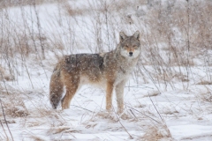 Coy-Wolf in Snow Watching