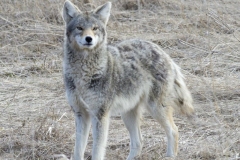 Coy-Wolf Looking at Lens