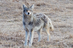 Coy-Wolf Staring