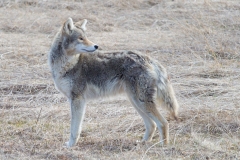 Coy-Wolf Looking over Shoulder