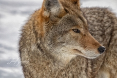 Coyote Zoom