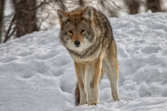 Coyote Stare