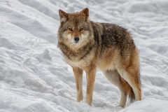 Coyote Watching