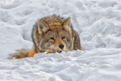 Coyote Laying Down Watching