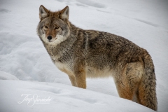 Coyote Stance on Hill
