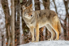 Coyote Standing on Hill