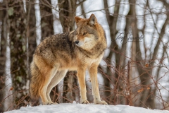 Coyote Overlooking Area