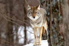 Coyote Behind Tree