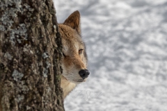 Coyote Peeking