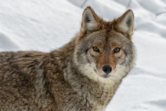 Coyote Side - click for full