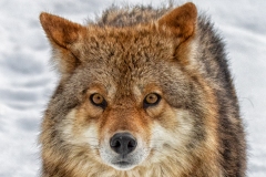 Coyote Funny Face - click for full