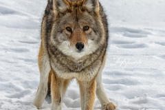 Coyote Facing