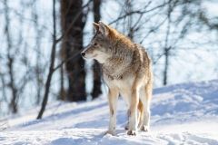 Coyote Gazig in Distance