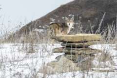 COYOTE IN THE ROCKS