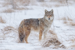 COYOTE IN THE SNOW