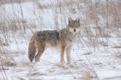 COYOTE IN COUNTY SNOW