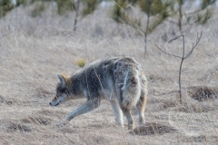STEPPING COYOTE