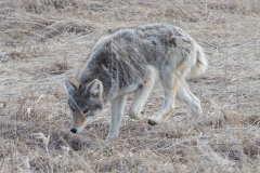 SNIFFING COYOTE