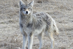 COYOTE IN THE COUNTY