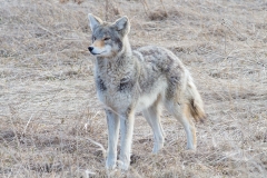 COYOTE WATCHING