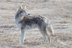 COYOTE OVER SHOULDER