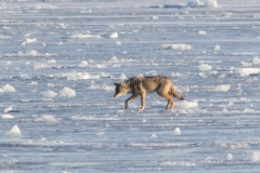 COYOTE ON THE ICE