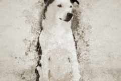 633A0909-PIPER-SIT-ART