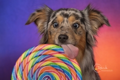 633A2985-ECHO-LICK-RAINBOW
