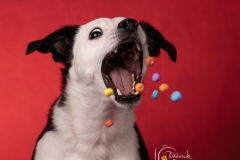 633A3089-PIPER-CANDY