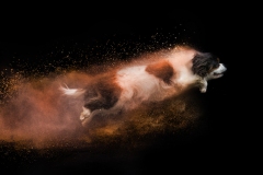 633A5986-CAVALIER1-SAWICKI