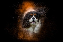 633A6026-CAVALIER4-SAWICKI