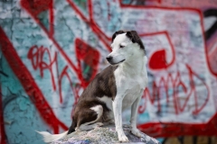 633A6172-PIPER