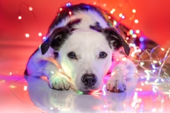 633A7242-PIPER-LIGHTS-2