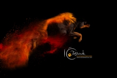 633A9087-GOOFY1-copy