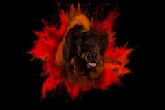 633A9099-GOOFY3-8x10