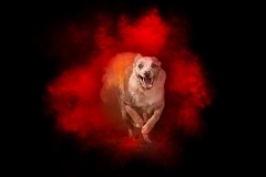 633A9127-SPRINT3-8x10