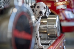 TINASAWICKI-PET-PHOTO4b