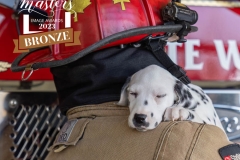 1_TINASAWICKI-PET-PHOTO3b