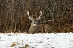 White-Tailed Buck in Snow