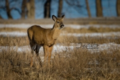 Young White-Tailed Deer