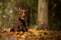 633A2960-HECTOR-IN-LEAVES-8x10