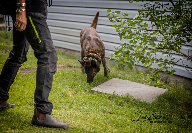Searching Behind Garage