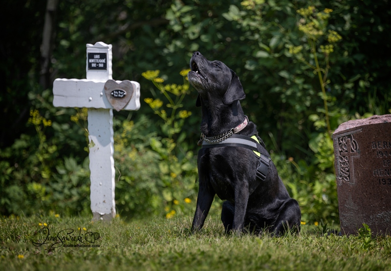 Woof! Alert!